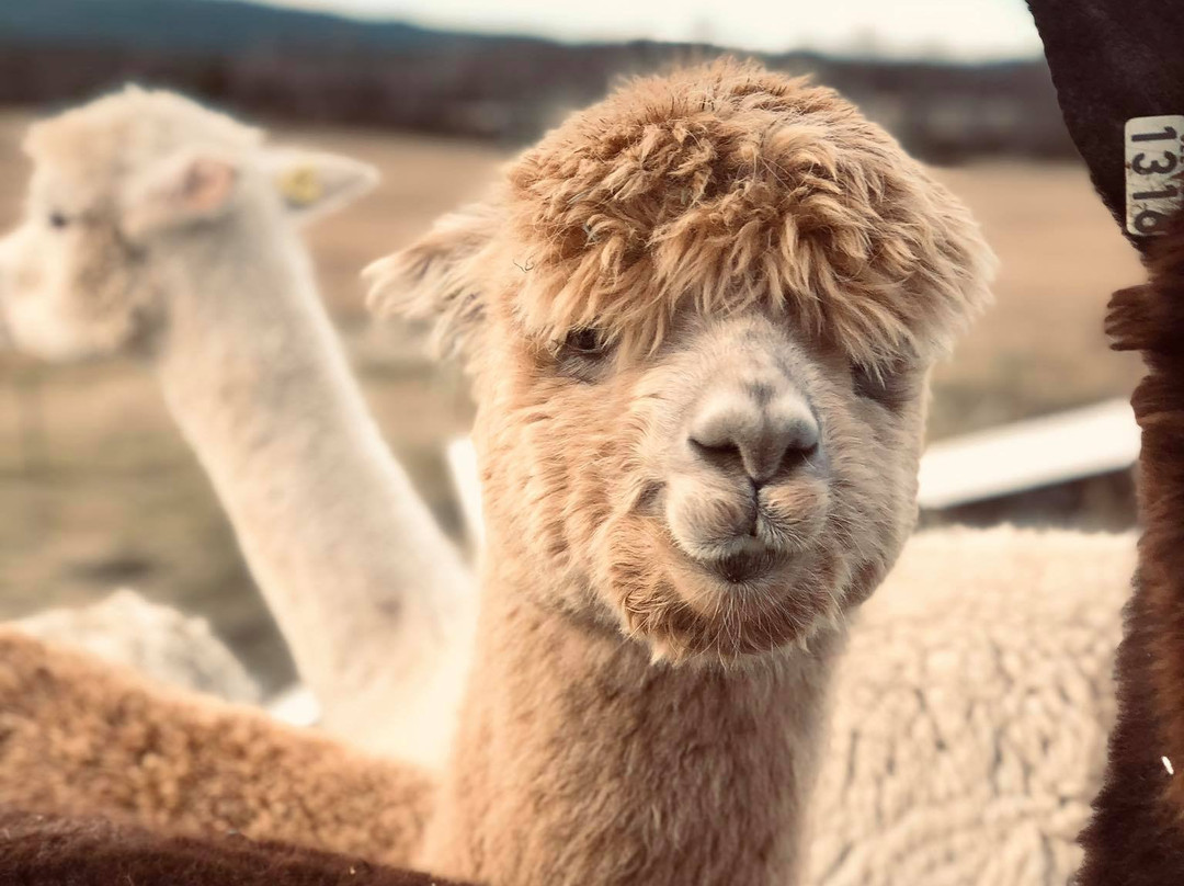 The Alpaca Farm-Aurskog-Holand Municipality必去景点