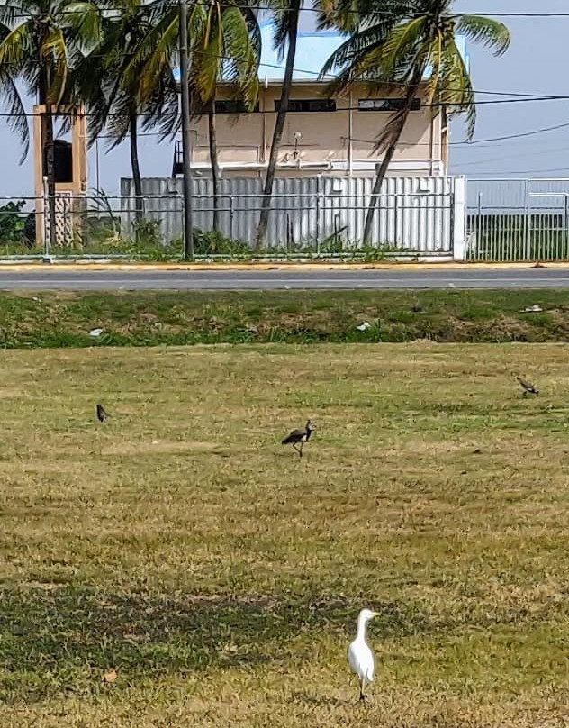 Guyana National Park景点图片