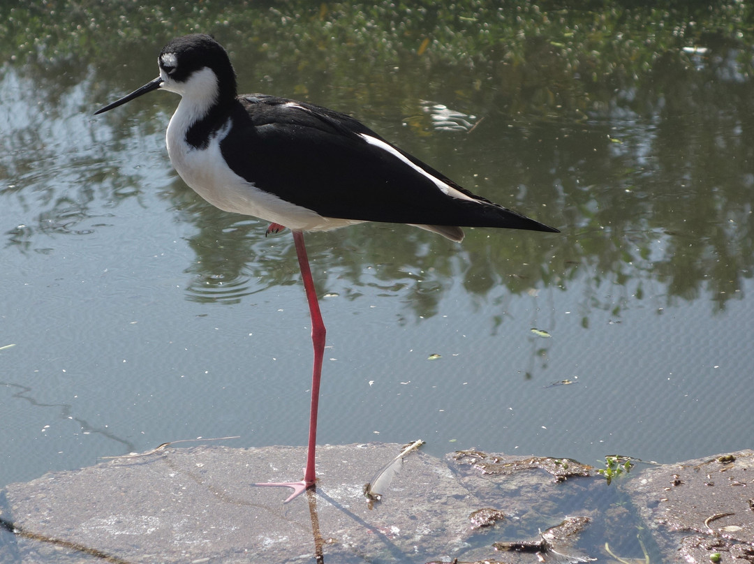 Living Coast Discovery Center-丘拉维斯塔必去景点