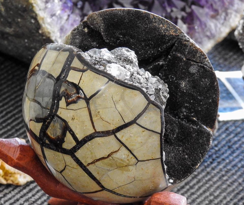 Pineapple Rocks-萨拉索塔必去景点