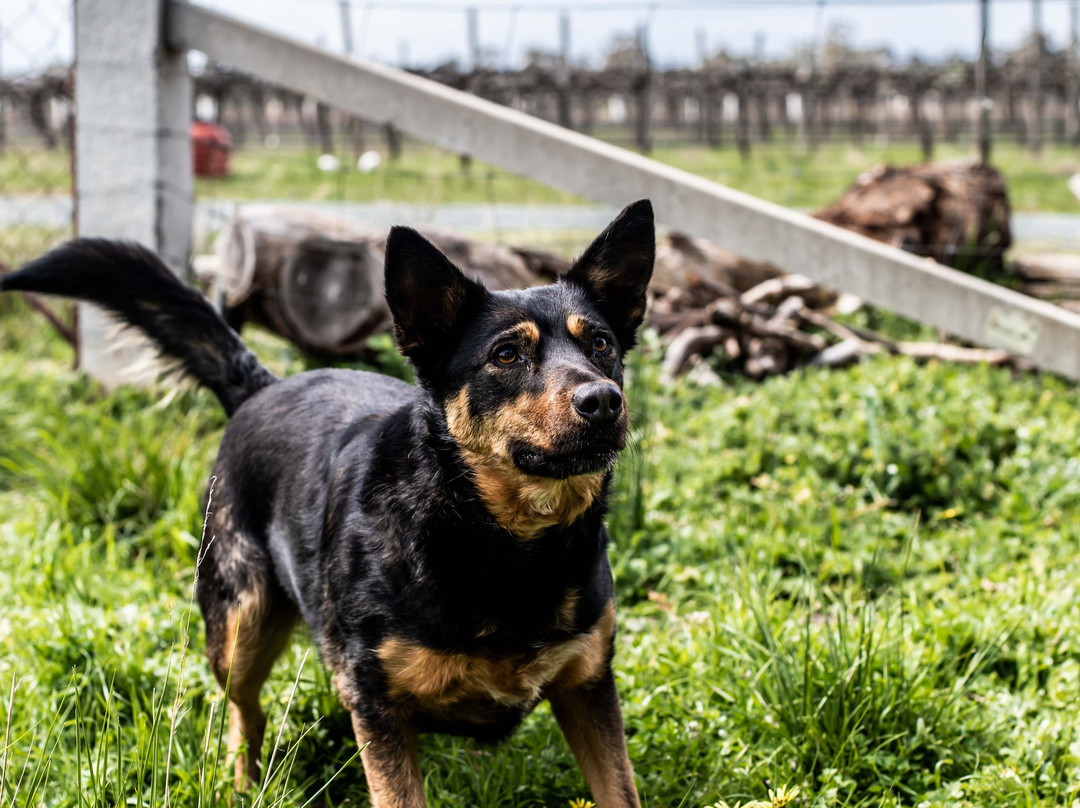 The Shiraz Republic-Cornella必去景点