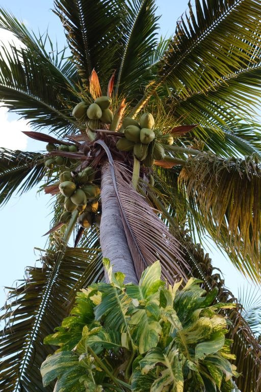 Hotel Brisas Los Galeones主图