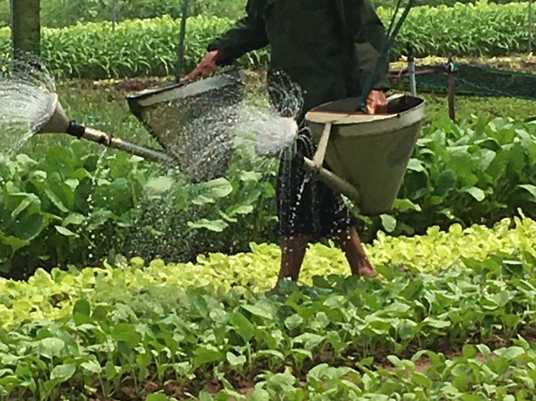 Tra Que Vegetable Village-会安必去景点