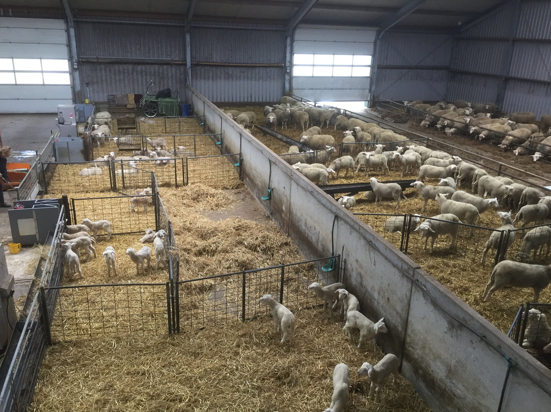 Hoeve Vrij & Blij-Den Hoorn必去景点