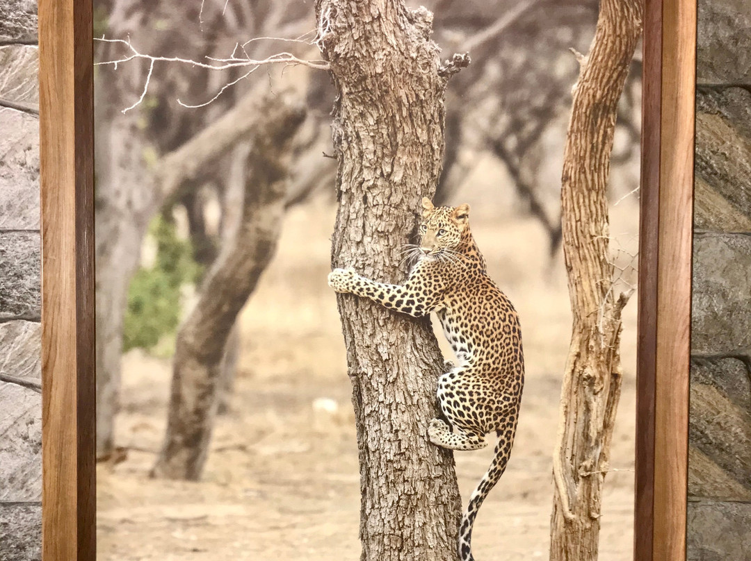 Jhalana Leopard Safari Park-斋蒲尔必去景点