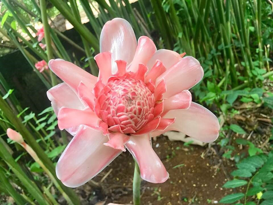 Jardin Botanique de Coconi-Ouangani必去景点