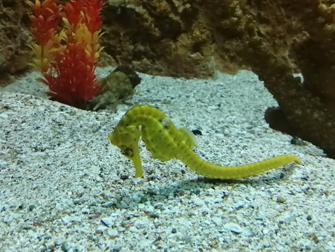 马萨特兰旅游景点-Gran Acuario Mazatlán Mar de Cortés