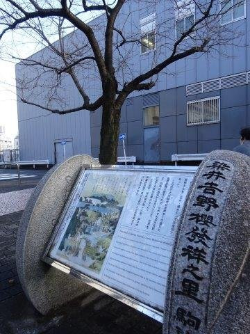 Someiyoshino Sakura Memorial Park-Komagome必去景点