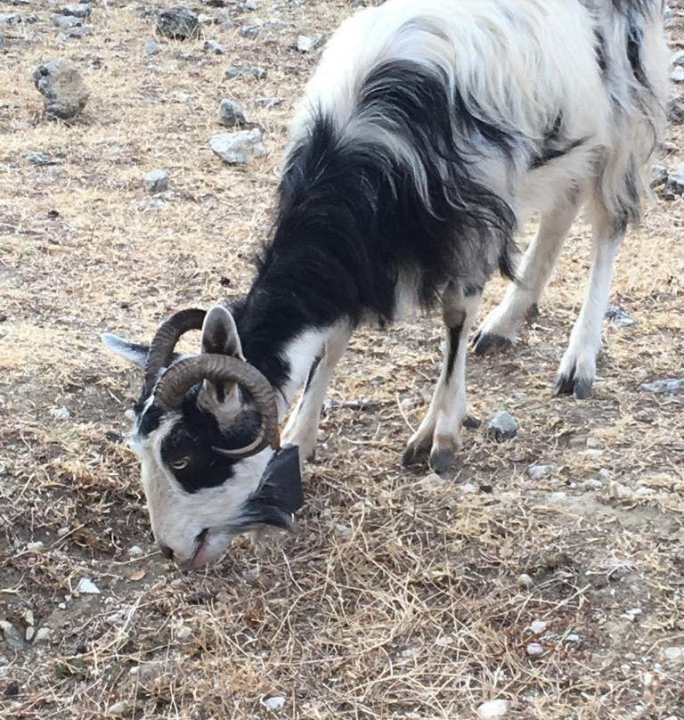 Sami Acropolis-凯法利尼亚岛必去景点