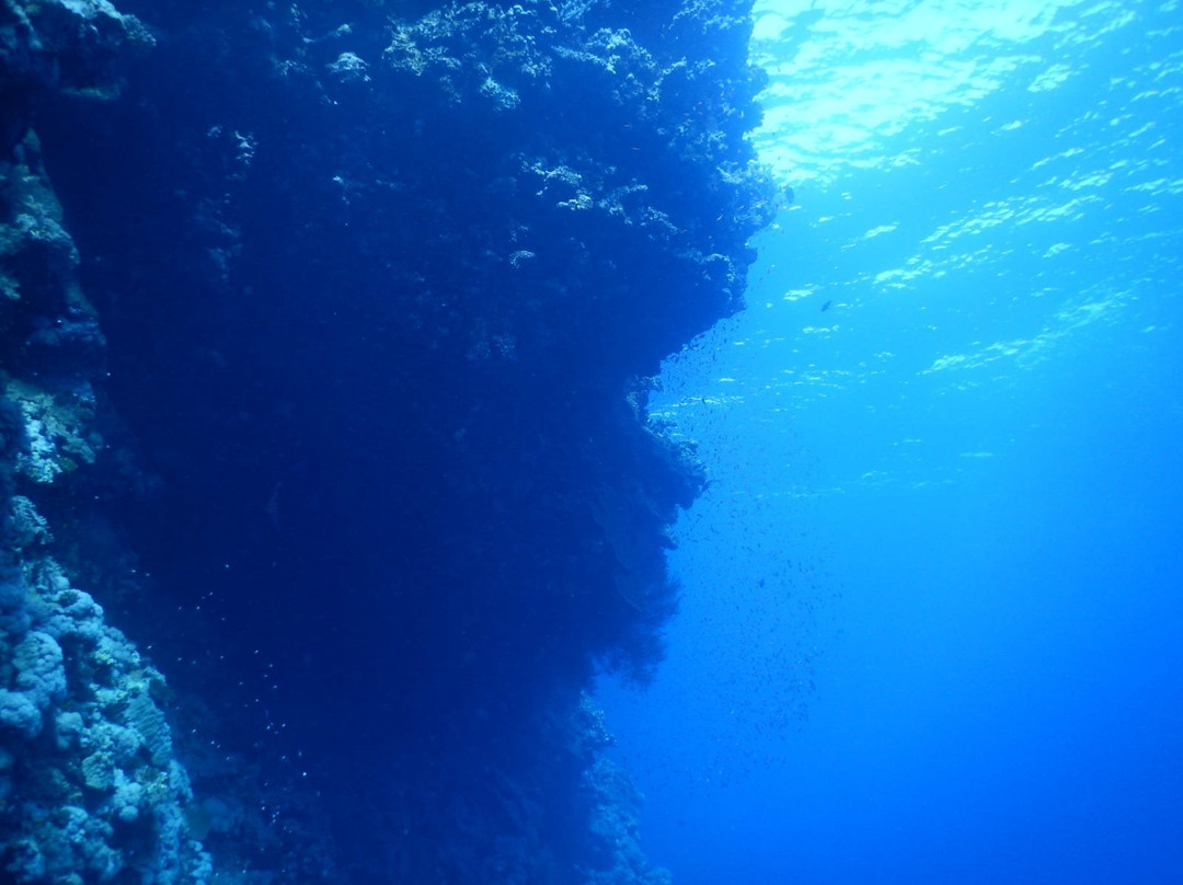 Elphinstone Reef-马萨阿拉姆必去景点
