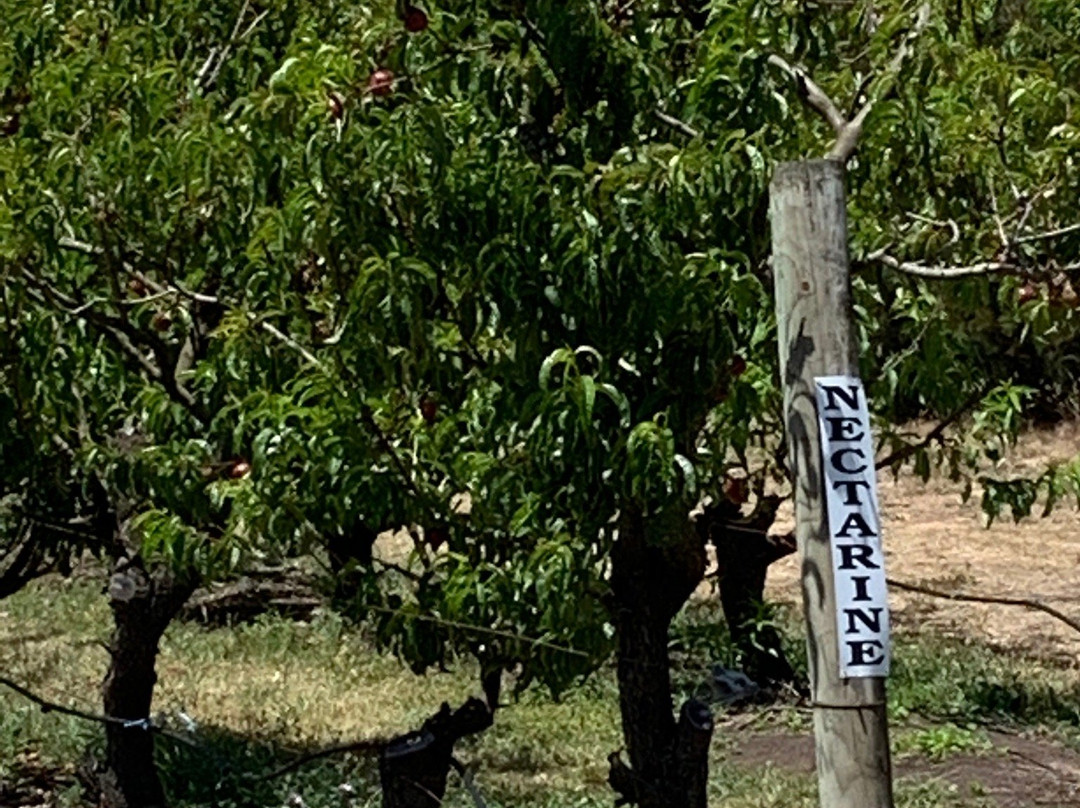 Sorell Fruit Farm景点图片