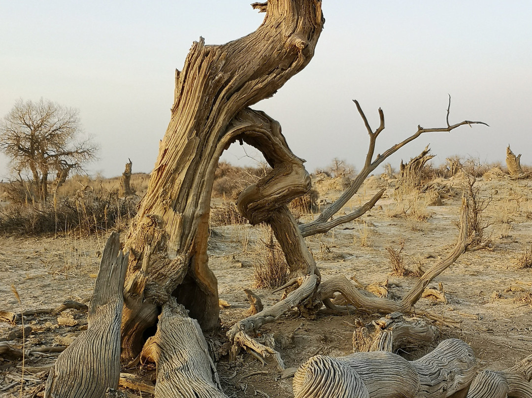 原始胡杨林-木垒哈萨克自治县必去景点