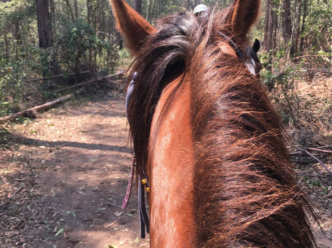 Bellrowan Valley Horse Riding-Beechwood必去景点