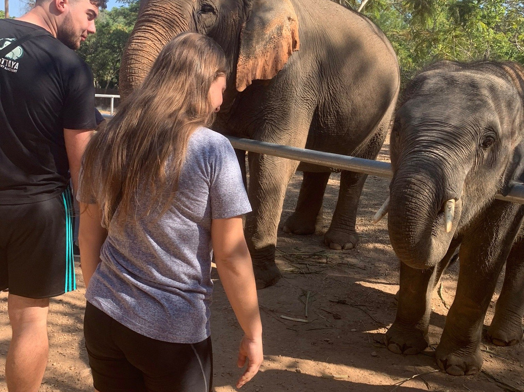 Pattaya Elephant Sanctuary景点图片