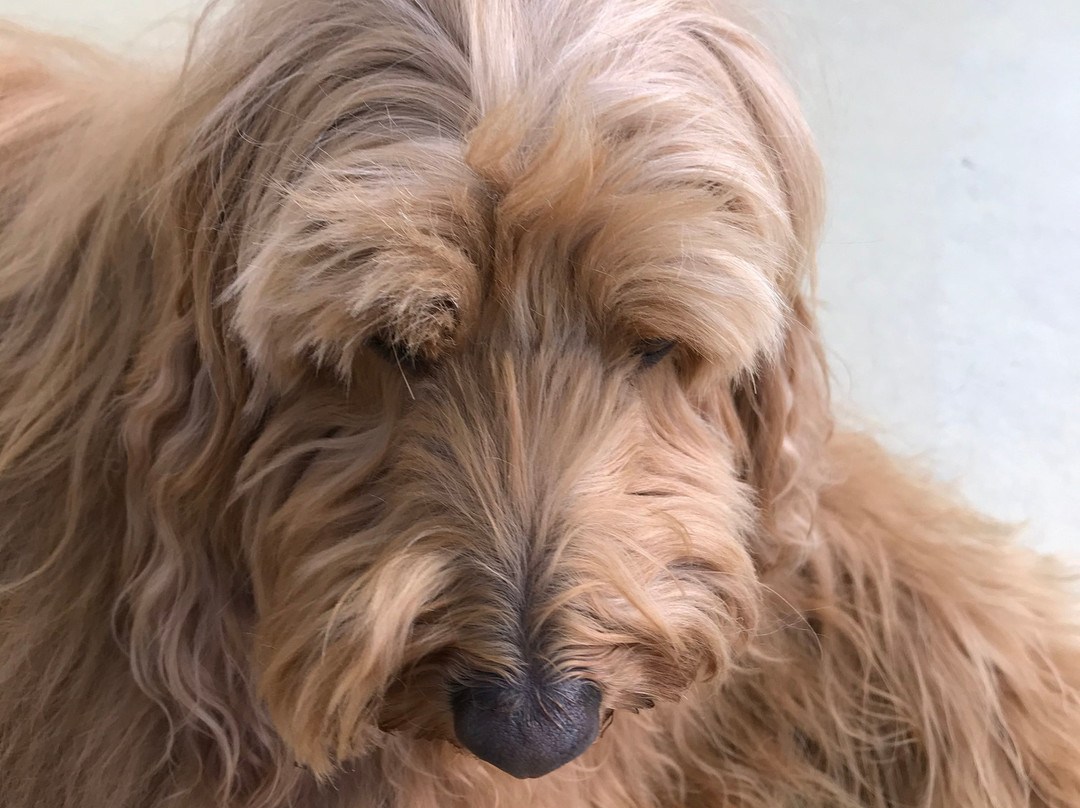 Iris of Himeharunosato-茂原市必去景点