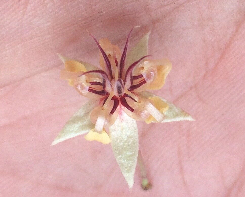 El Paraiso de Tuki B&B-Minca必去景点