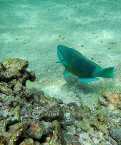 Coco Island景点门票图片