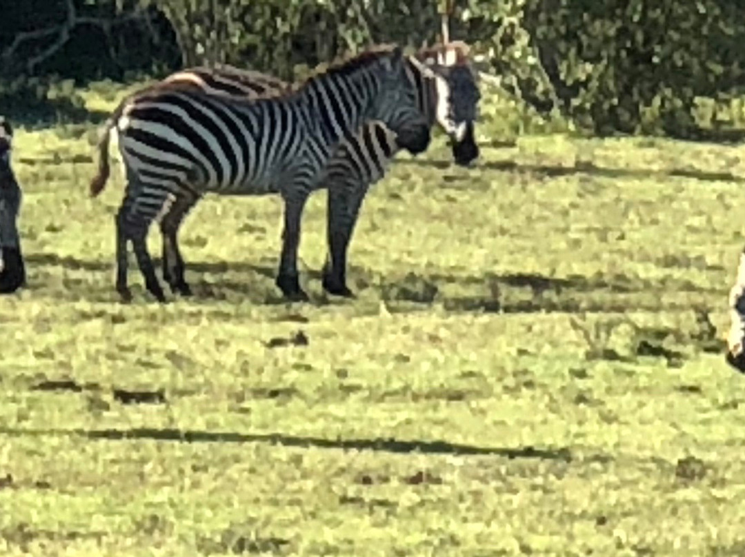 Nashulai Maasai Conservancy景点图片