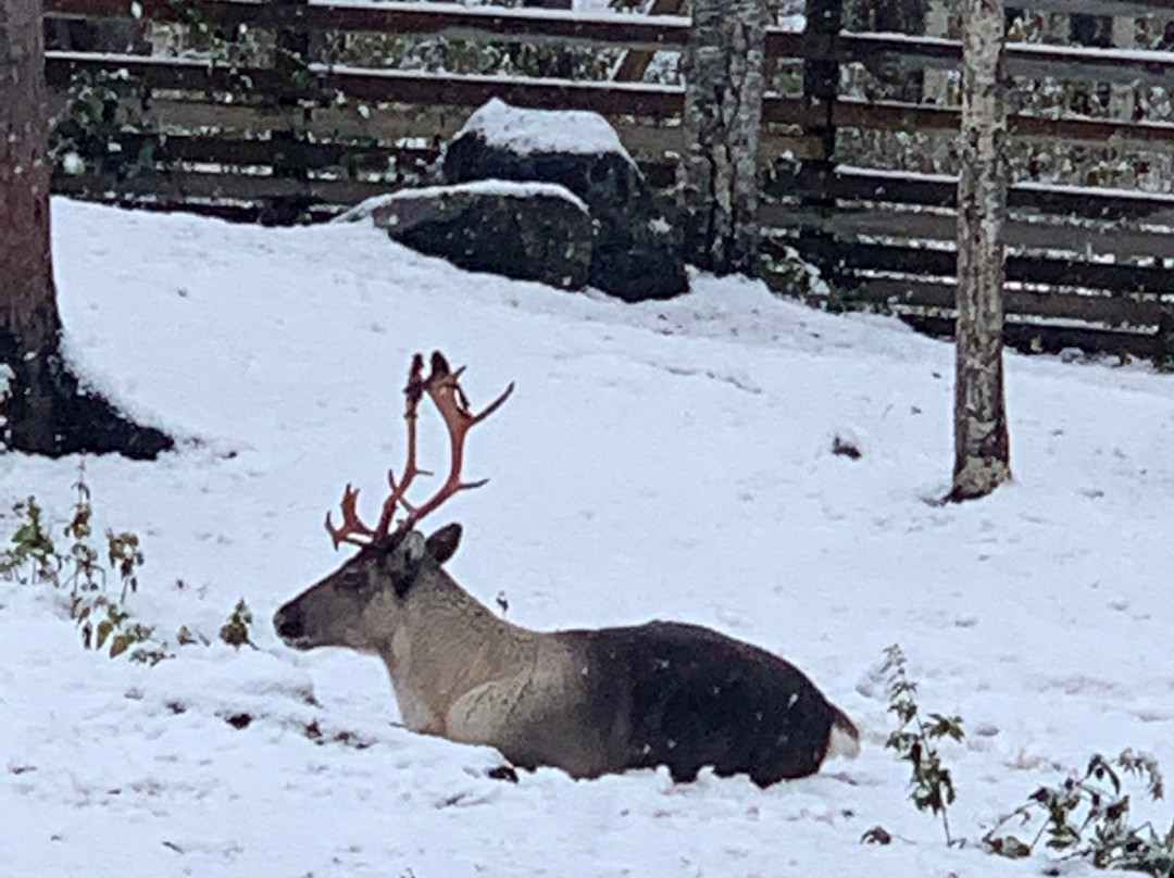 Rovaniemi Local History Museum-罗瓦涅米必去景点