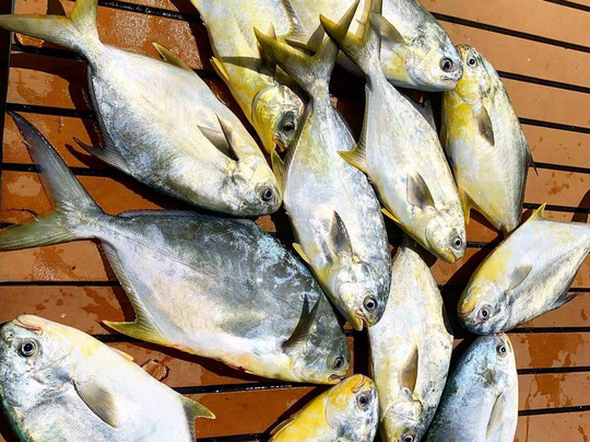 Tarpoons Private Charters-萨尼贝尔岛必去景点