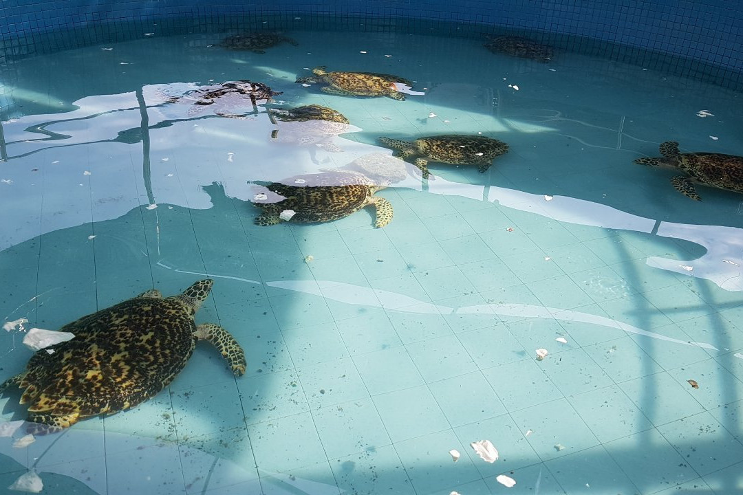 Turtle Conservation and Information Center景点图片