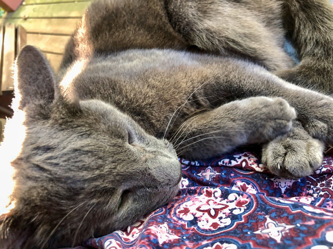 Riverdog Retreat主图