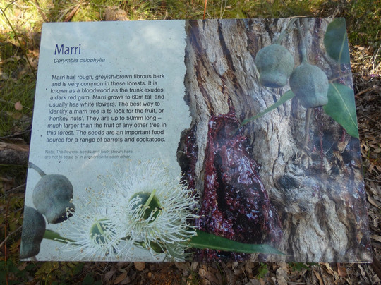 Great Forest Trees Drive-Manjimup必去景点