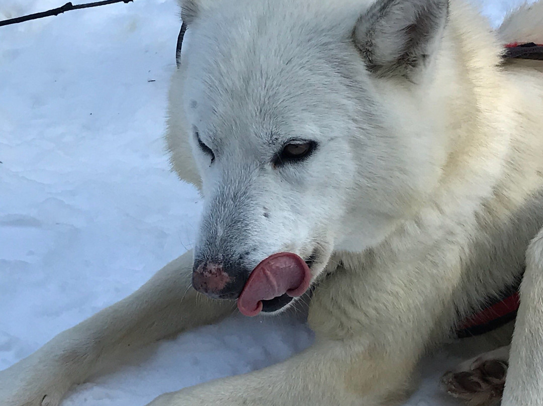 Le Chenil du Sportif-Charlevoix必去景点