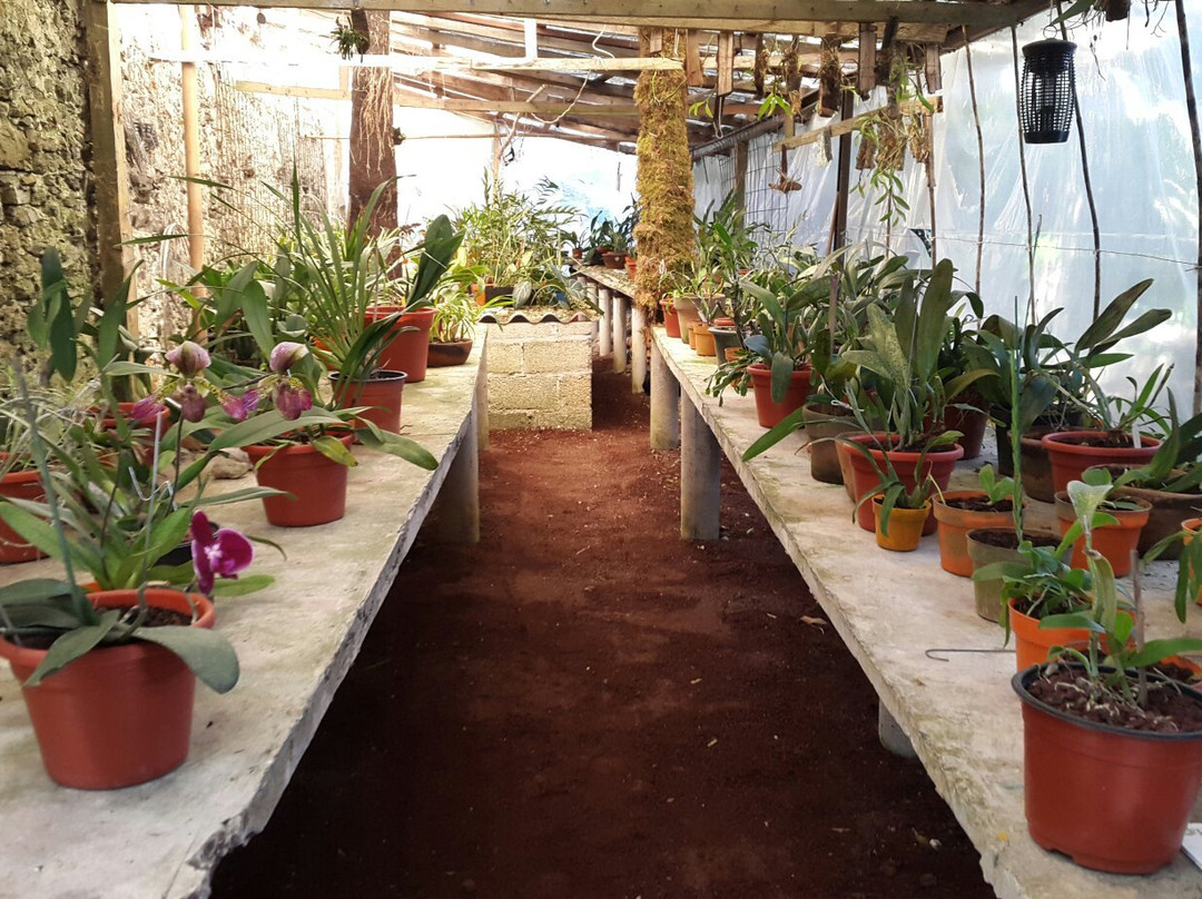 Museo De La Orquídea景点图片
