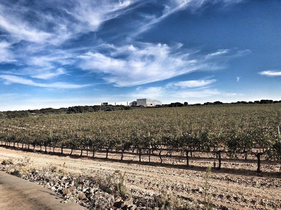Bodega Finca Antigua景点图片