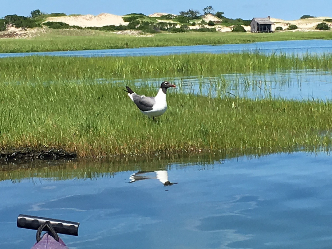 Cape Marsh Kayaking景点图片