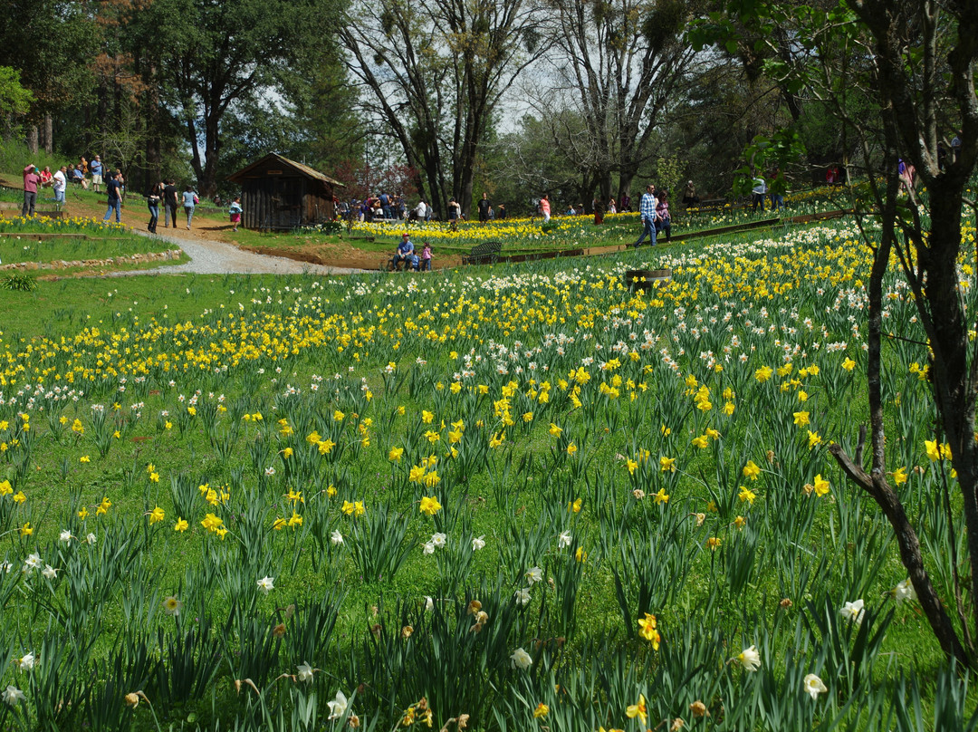 Daffodil Hill景点图片