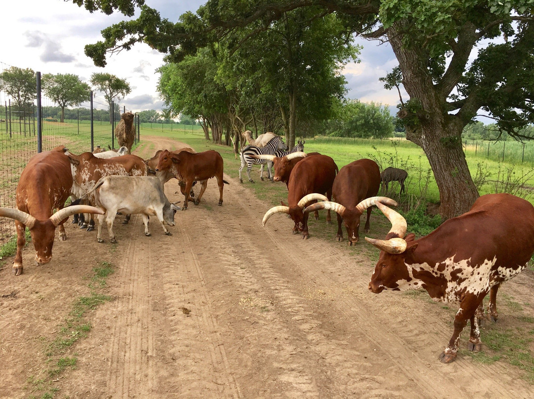 Safari Lake Geneva-日内瓦湖必去景点