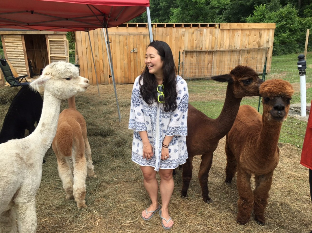 Living The Dream Alpaca Farm-Quechee必去景点