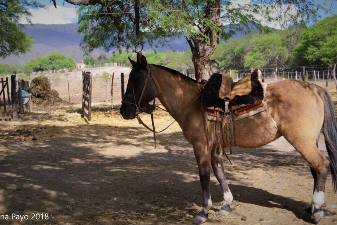 Encanto Salteno-萨尔塔必去景点