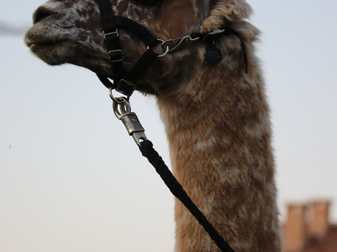 Corte Benetti-罗维戈必去景点