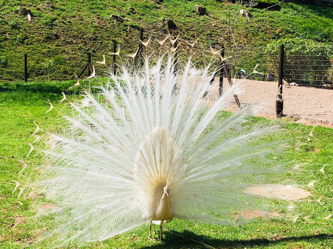 Vogelpark Steinen景点图片