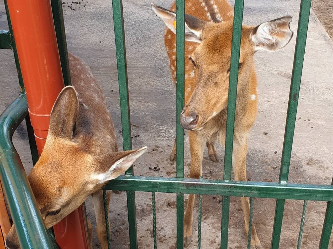 Limpopo Zoo景点图片