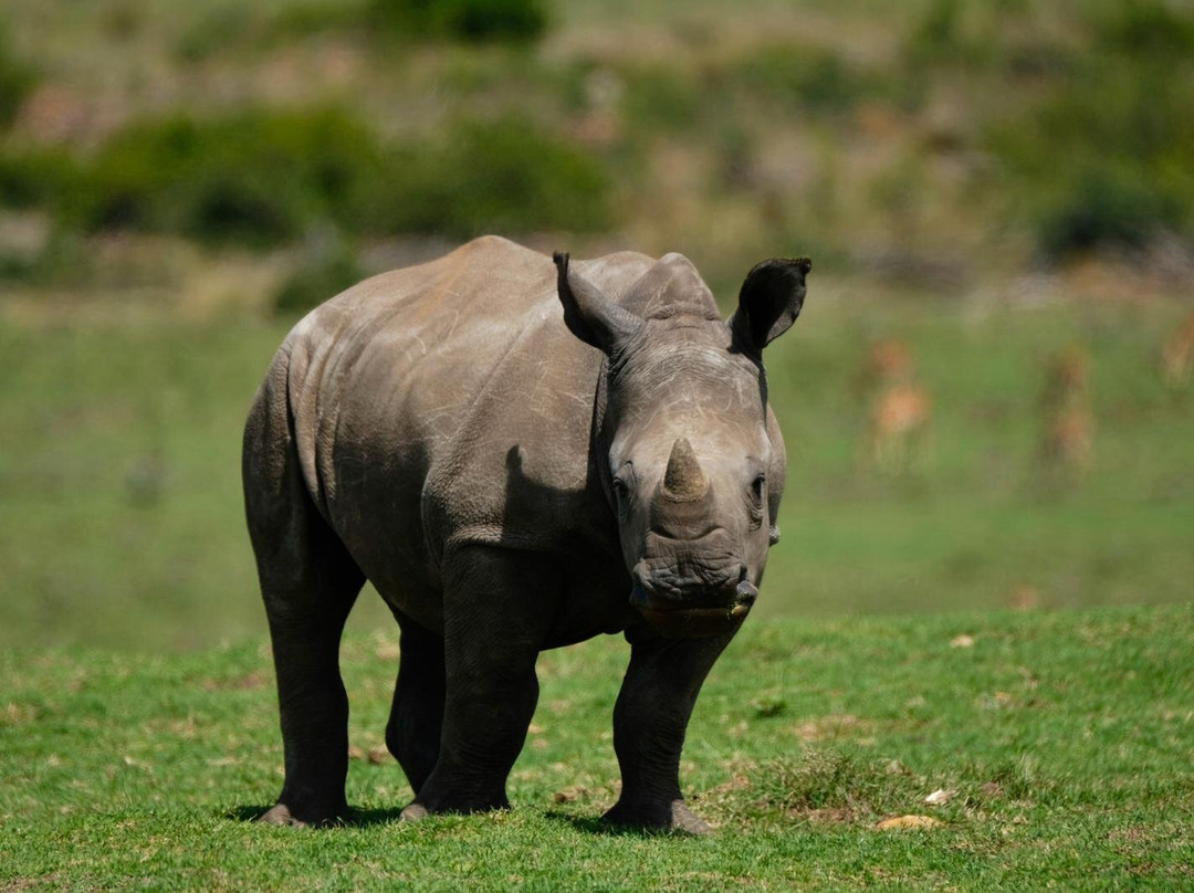 Nkonzo Wildlife Research景点图片