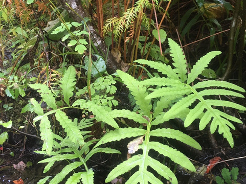 Bangor City Forest-班戈必去景点