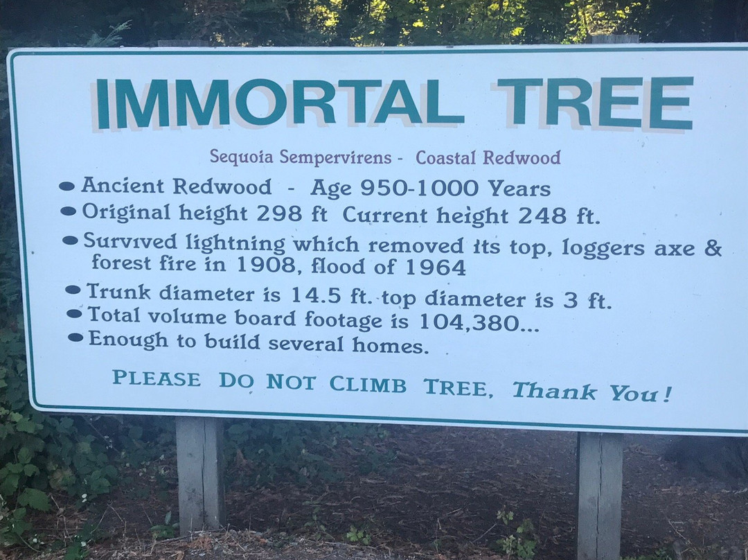 The Immortal Tree景点图片