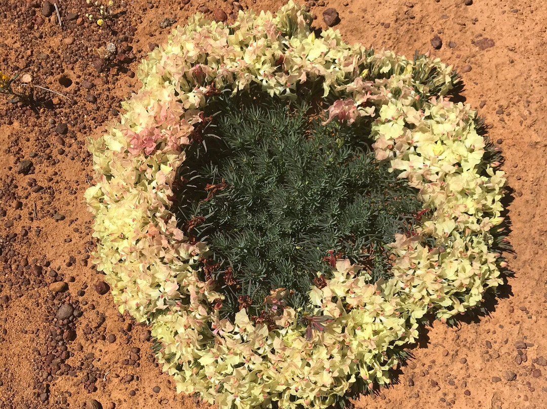 Perenjori Visitors Centre-Perenjori必去景点