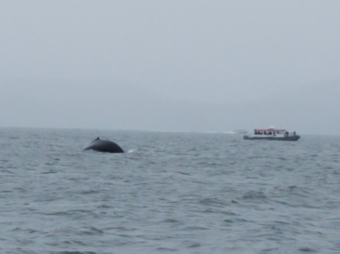 Alaska Humpback Adventures-朱诺必去景点