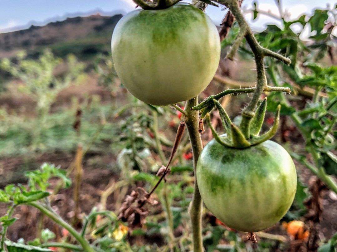 Azienda Agricola Bioviola & Sicilì Bottega Biologica-Alcamo必去景点