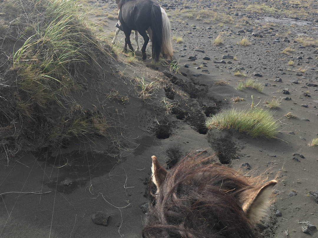 Alhestar Horse Rental and Tours-Thorlakshofn必去景点