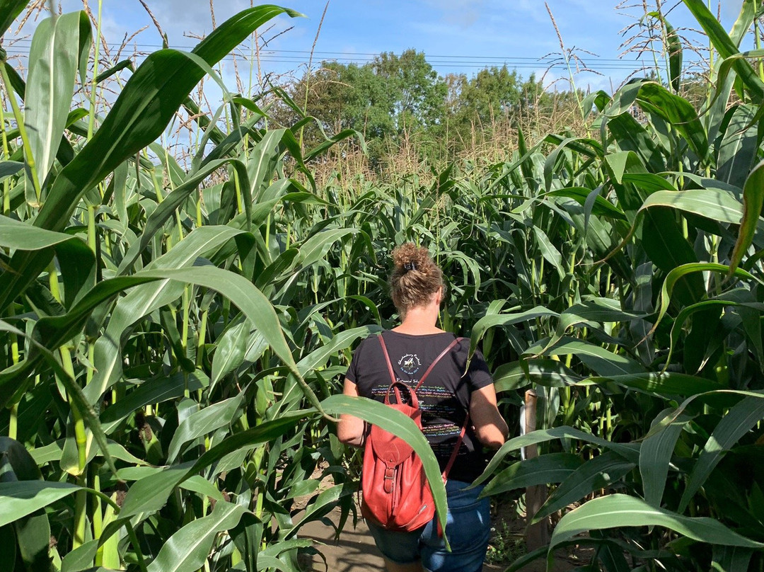 The Purbeck Big Apple Maize Maze