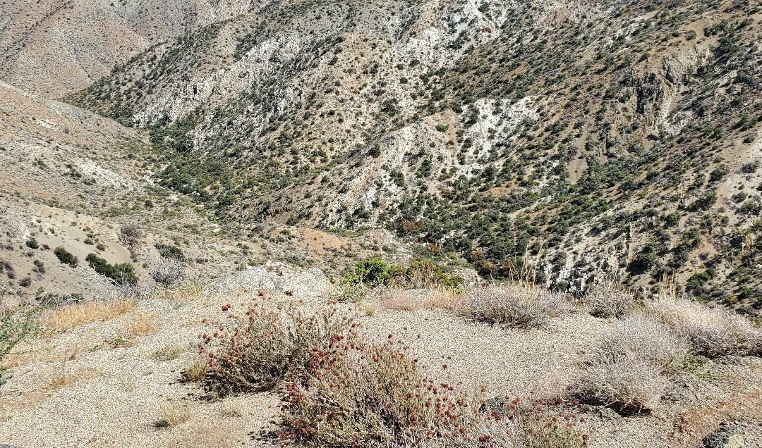 Palms to Pines Scenic Byway-棕榈沙漠必去景点