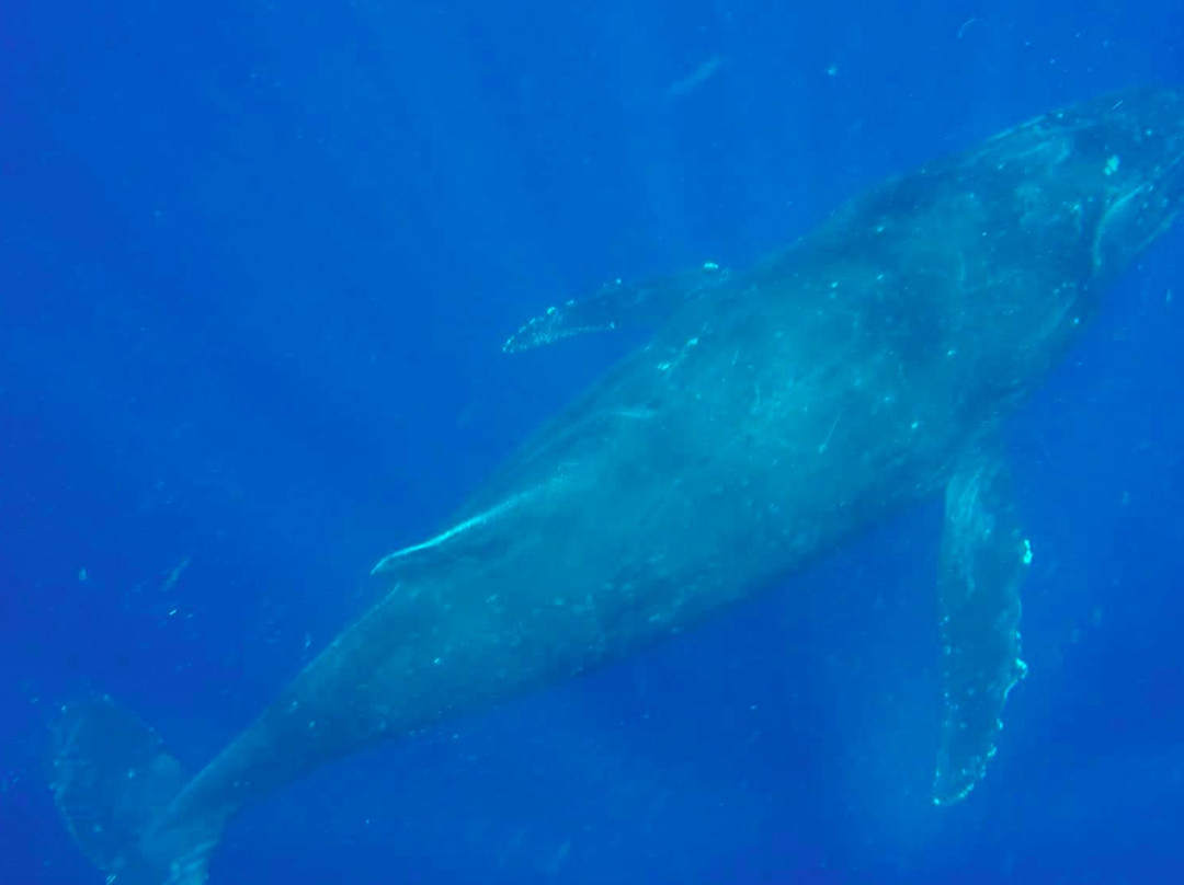 Mounu Island Resort主图