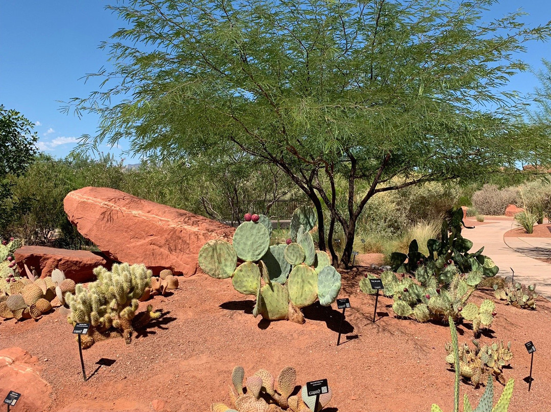 Red Hills Desert Garden景点图片