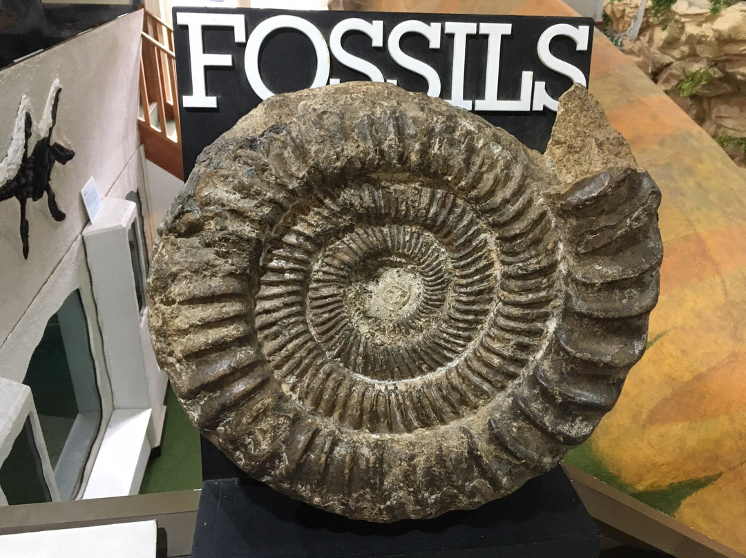 Portsmouth Natural History Museum-普兹茅斯必去景点